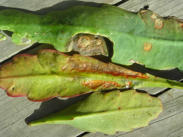 Anthracnose sa larawan ng epiphyllum