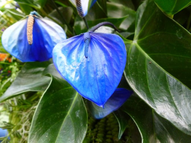Anthurium Alexia blå