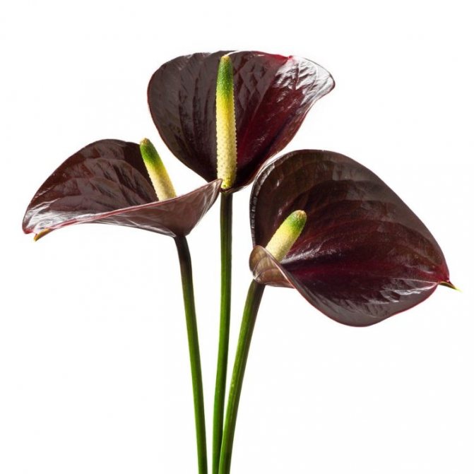 Anthurium - fotografie a popis odrůd Red Fiorino Dakota Love video