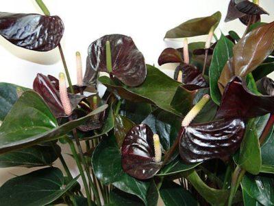 Anthurium - photo and description of varieties Red Fiorino Dakota Love video