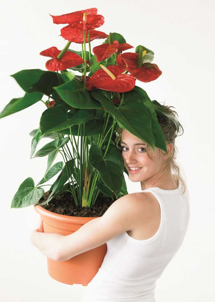 Anthurium from China