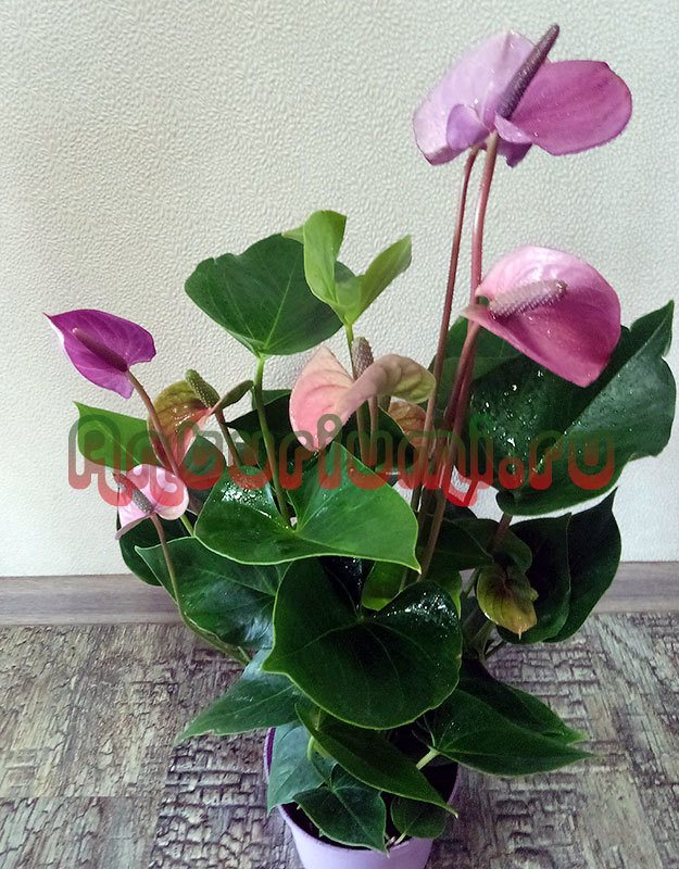 Anthurium cavalli: a botanical description and photo of a flower, features of planting and care at home, also tips for combating diseases and pests