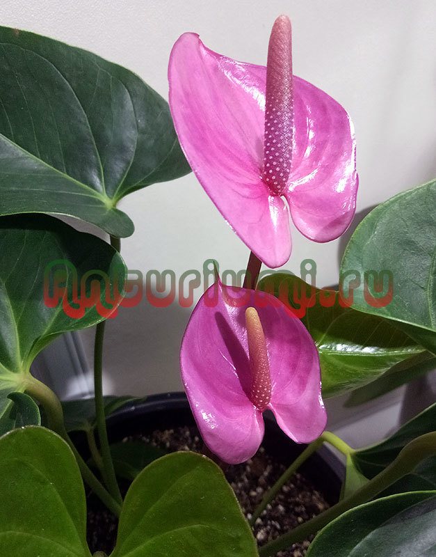 Anthurium cavalli: a botanical description and photo of a flower, features of planting and care at home, also tips for combating diseases and pests