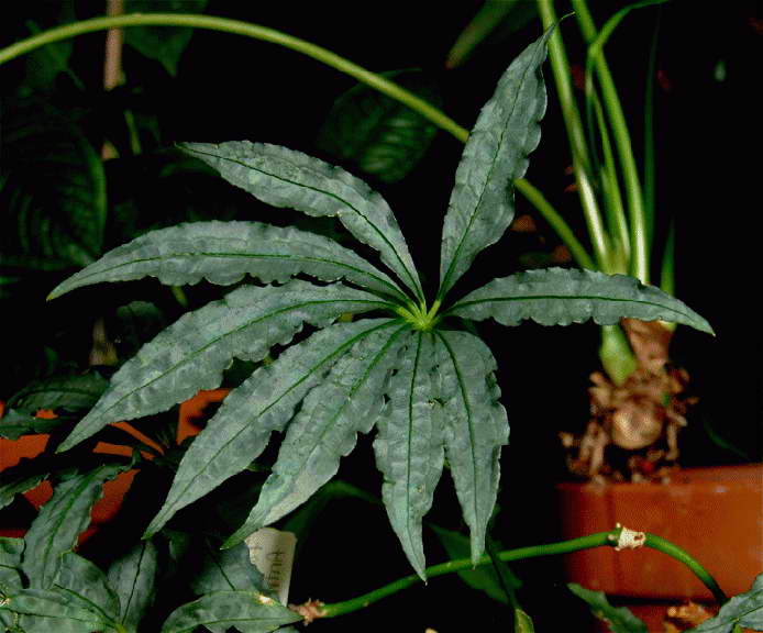 أنثوريوم متعدد تشريح صورة Anthurium polyschistum