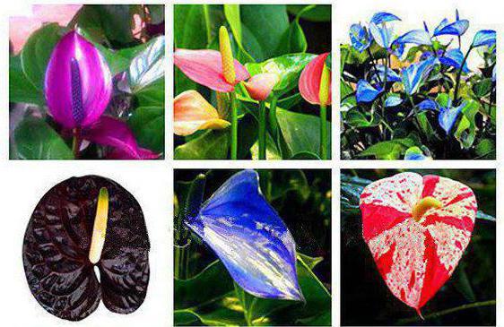 anthurium male happiness signs