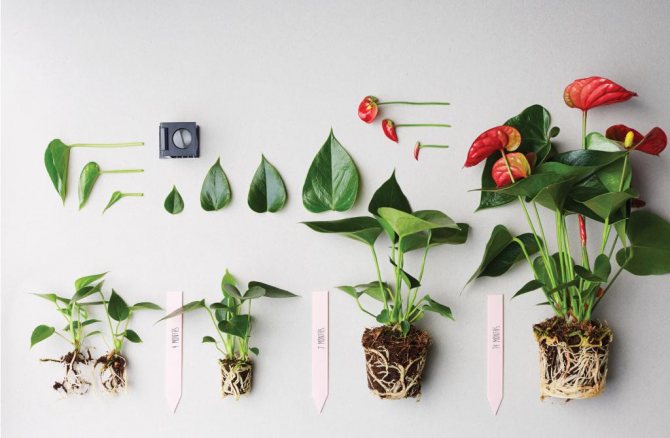 Anthurium at different stages of development.