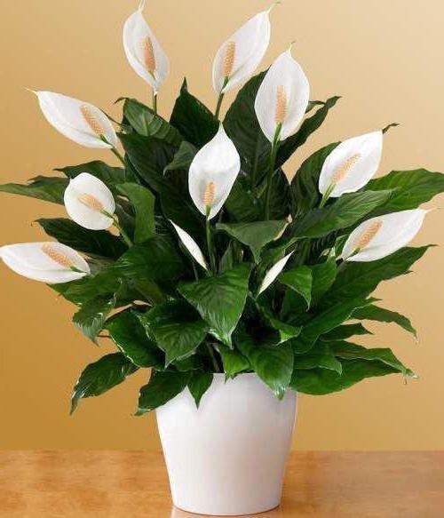 anthurium signs for women