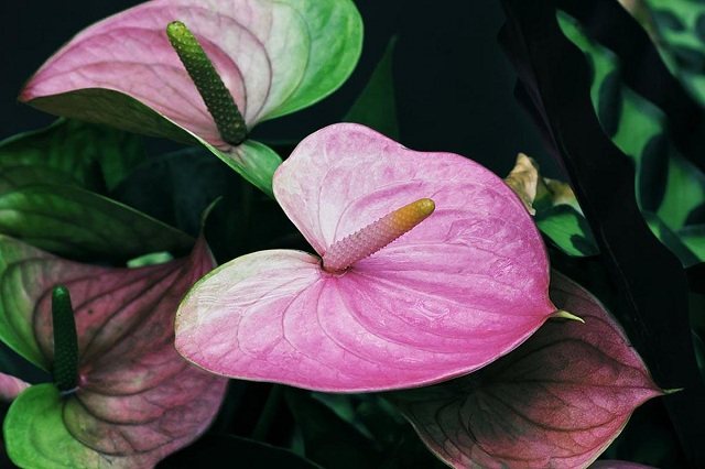 Anthurium reproduction at home