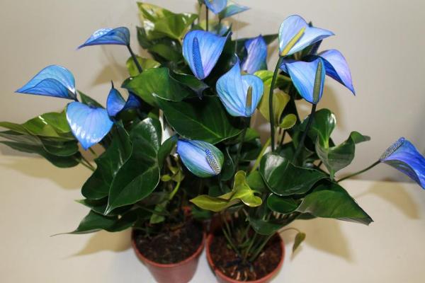 Anthurium dengan bunga biru