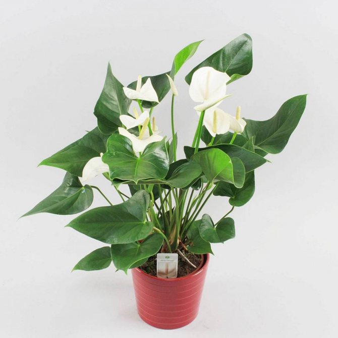 anthurium how many times to water
