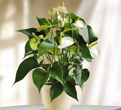 Anthurium varieties White champion