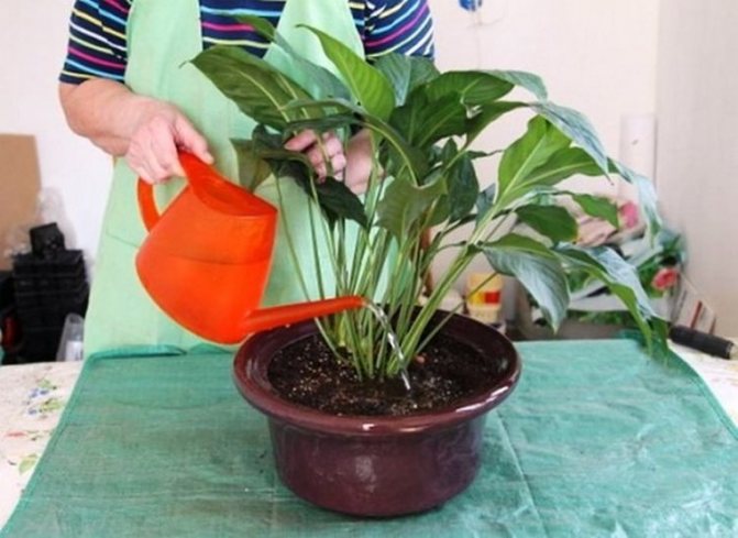 Anthurium care after purchase