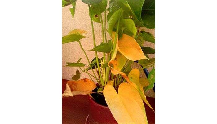 anthurium žluté listy