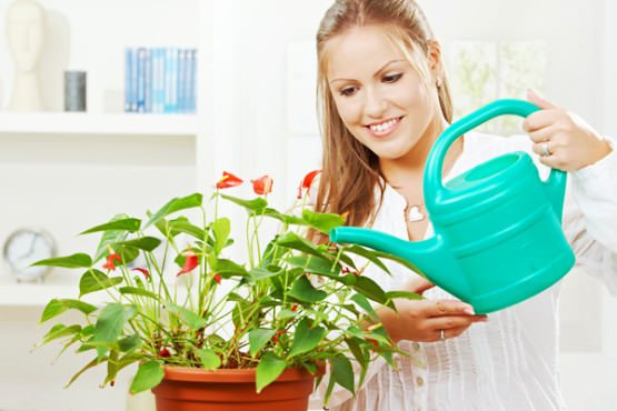 Anthurium behöver rikligt med vattning, särskilt under perioden med aktiv tillväxt eller blomning