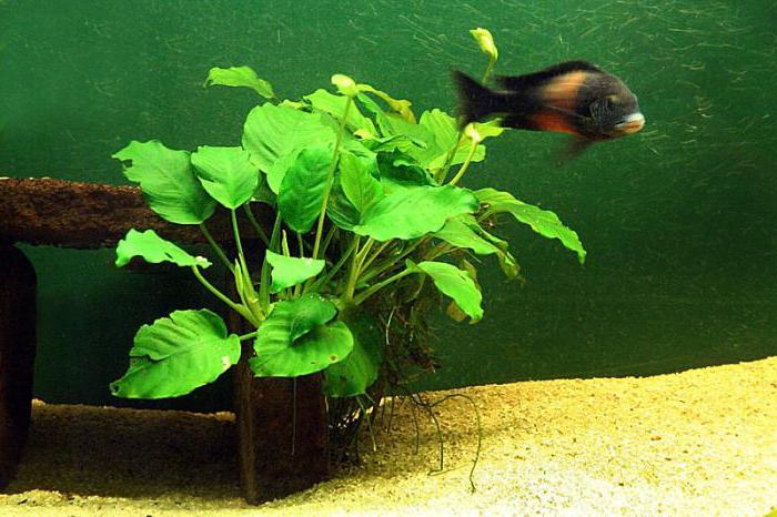 plante d'aquarium anubias
