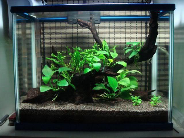anubias bartera аквариумно растение