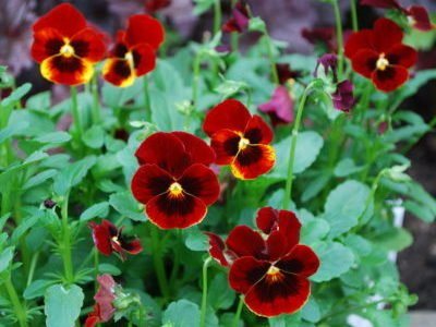 Pansy Fire King