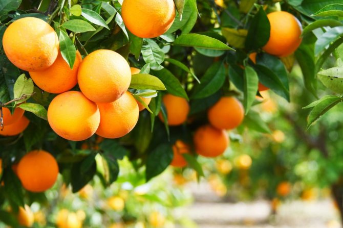 Oranžová: jak a kde roste, foto
