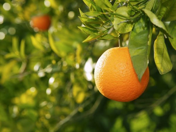 يحتوي البرتقال على العديد من العناصر الغذائية