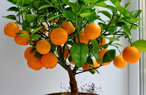 Оранжево