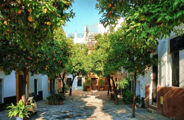 Oranžové stromy ve Španělsku