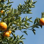 Pomeranče na stromě