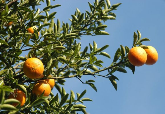 البرتقال على الشجرة