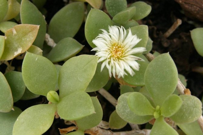 Aptenia berbunga putih