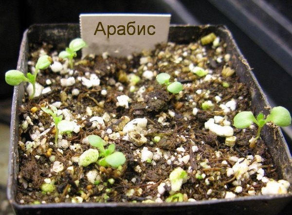 Arabis alpine wächst aus Samen, wenn zu pflanzen