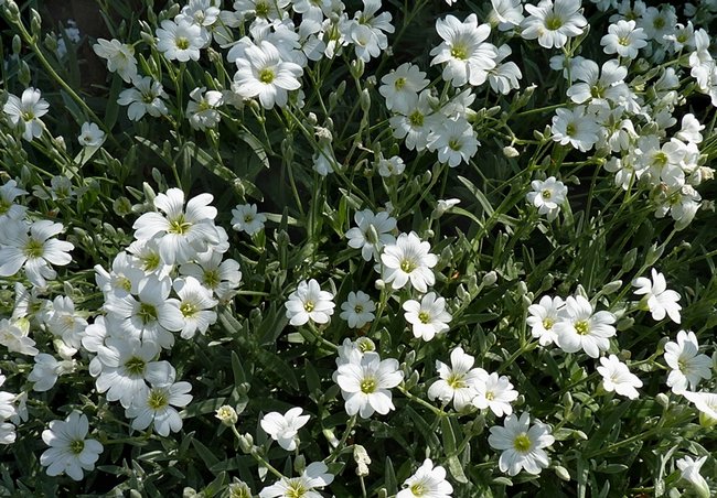 Arabis herbaceous plants for open ground
