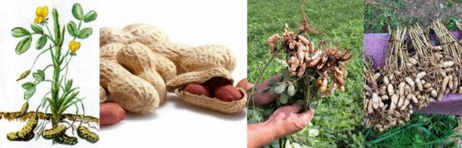 Jordnötter och deras egenskaper
