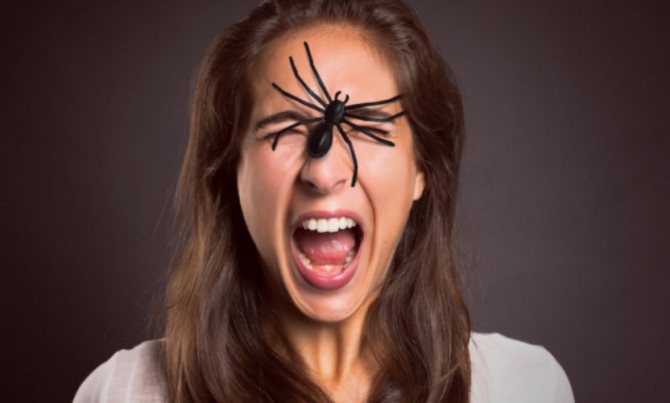رهاب العناكب: كيفية التخلص من الخوف من العناكب