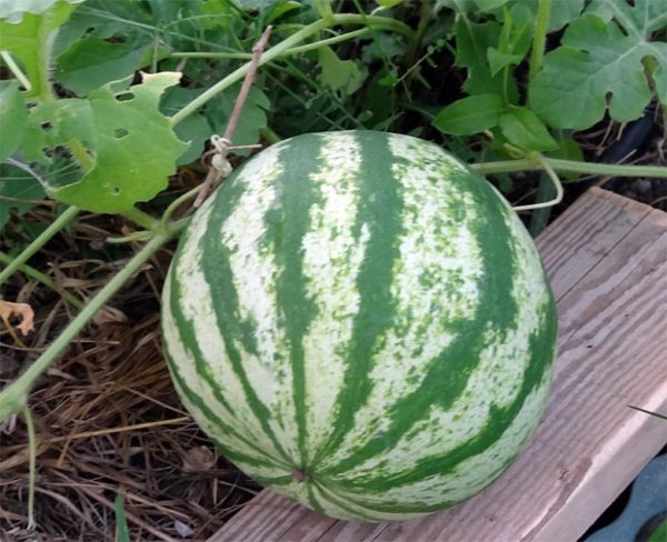 Watermelon on a plank