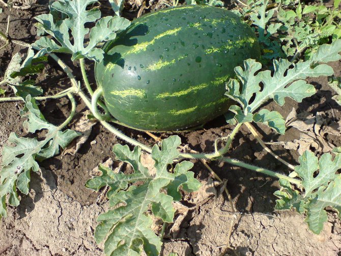 Watermelon in the open field