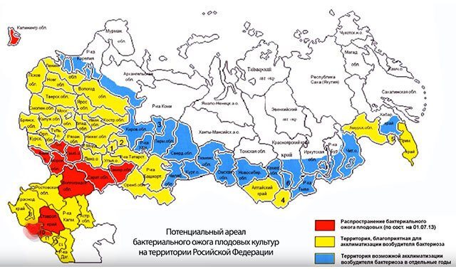 Районът на разпространение на букалния пожар в Русия