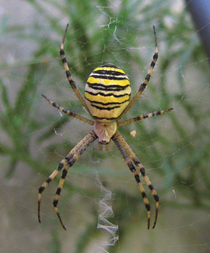 Argiope brunnich o wasp spider