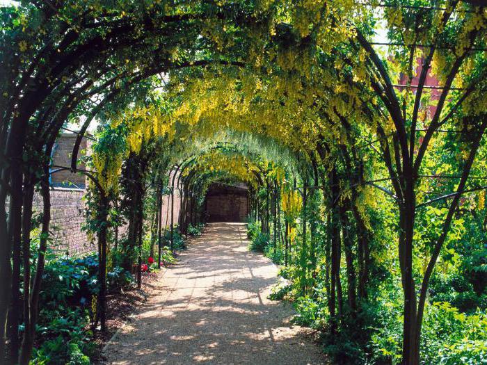 arches for flowers in the country with their own hands