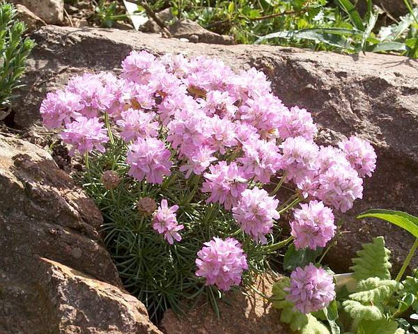 Armeria soddy Armeria juniperifolia снимка на цветя