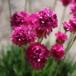 Armeria herbaceous plants for open ground