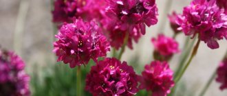 Armeria herbaceous plants for open ground