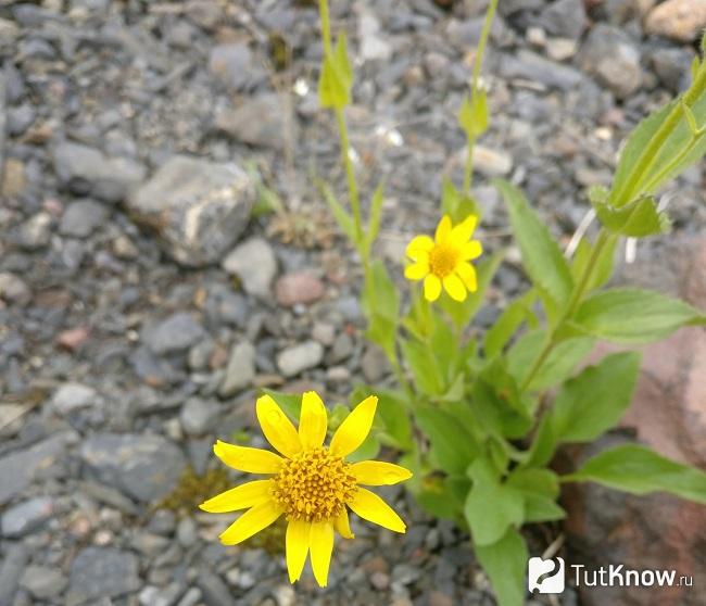 Arnica in the ground