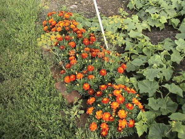 The scent of marigolds repels parasites