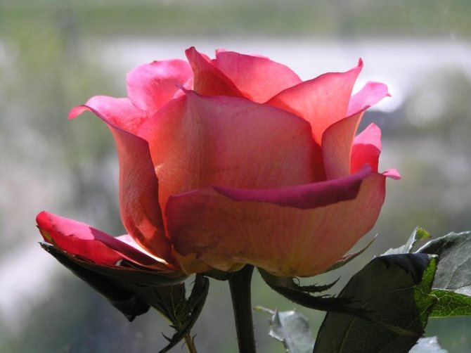 Аромат на розово цвете