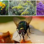 Aromatic herbs for flies