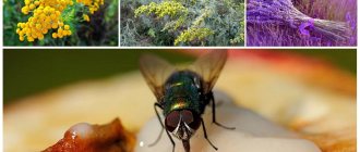 Ierburi aromate pentru muște