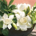 Gardenia wangi