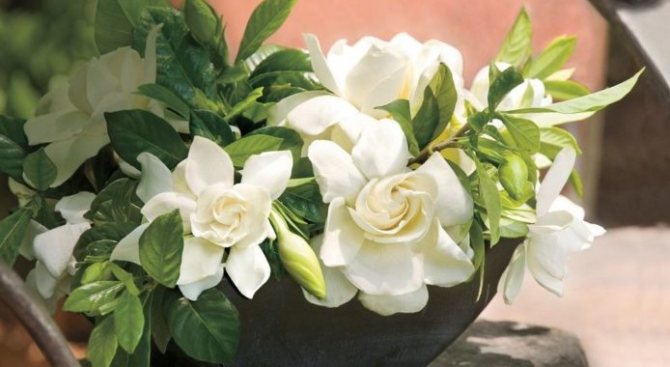 Fragrant gardenia