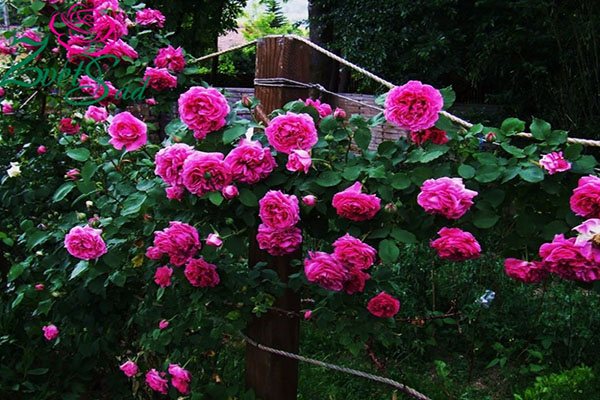 bunga ros jenis wangi