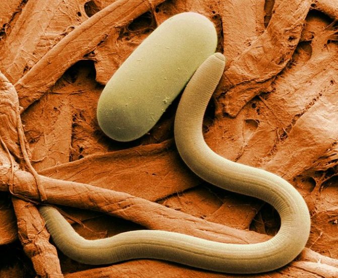 roundworms and their eggs