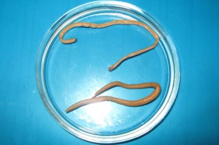 Кръгли червеи при деца: симптоми и лечение